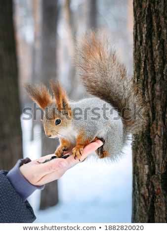 Сток-фото: Squirrel Sitting On A Hand With Sunflower Seeds