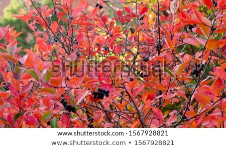 Stock photo: Black Chokeberry