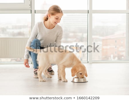 Stok fotoğraf: Teenager Girl With A Small Golden Retriever