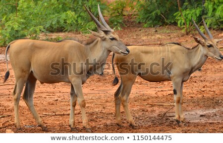 Сток-фото: Oryx - Lateral View