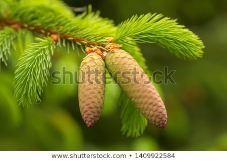 Stock photo: Young Larch Cone Larch Tree