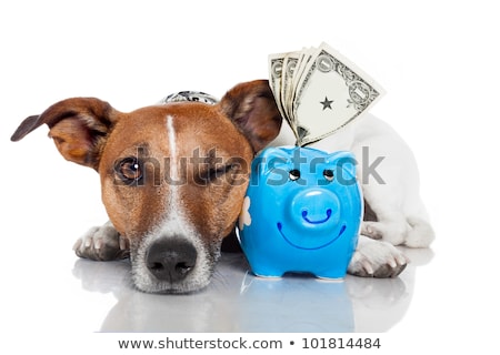 Stok fotoğraf: Dog Money And Piggy Bank