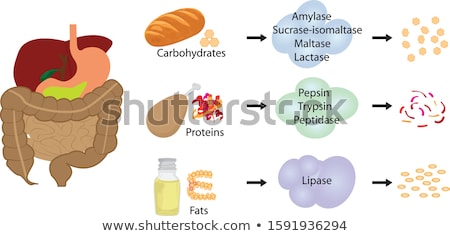 ストックフォト: Digestive System Working Concept