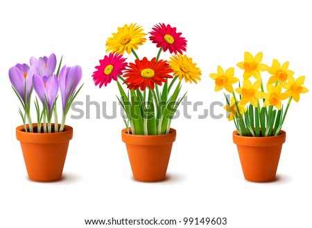 Stock fotó: Garden Flower Pot With Spring Yellow Narcissus Daffodil