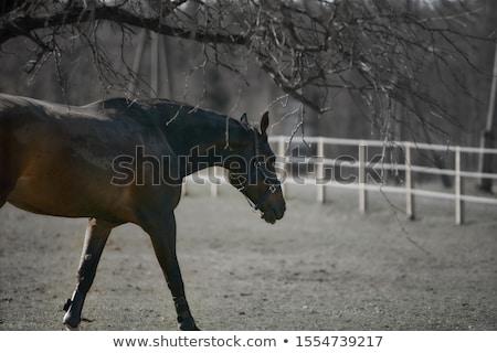 Foto stock: Avalos