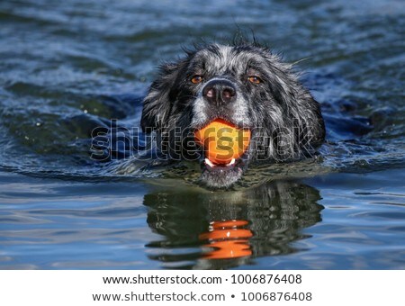 Foto d'archivio: Mutt Dog Plays With An Orange Ball