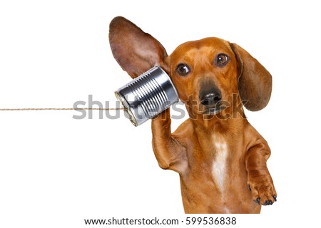 Stockfoto: Dog On The Phone Listening Carefully