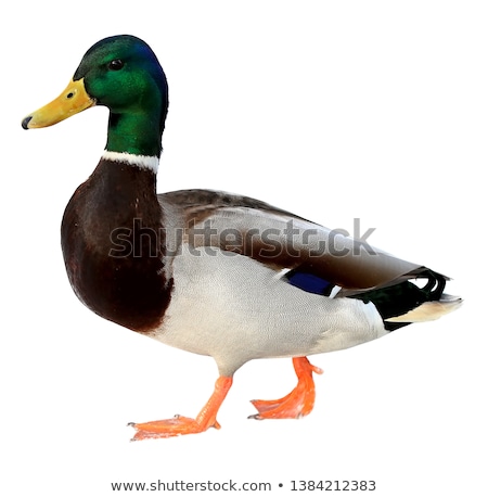 Сток-фото: Duck Isolated