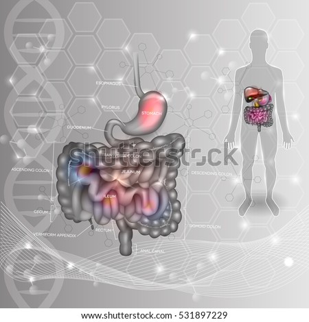 Stok fotoğraf: Digestive System Abstract Scientific Background Stomach Small