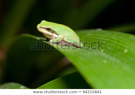 Dwarf Green Tree Frog In Plant Stock foto © clearviewstock