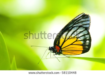 Butterfly On Green Leaf Macro Сток-фото © szefei