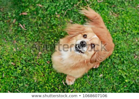 Stock photo: Mixed Breed Cute Little Puppy On Grass