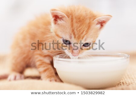 Stok fotoğraf: Cute Ginger Kitten Tasting Milk From A Bowl