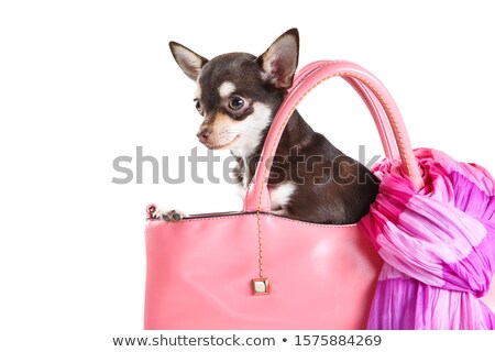 [[stock_photo]]: An Adorable Chihuahua Puppy In Fur Scarf