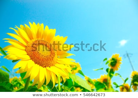 Foto d'archivio: Blue Sky And Sunflower
