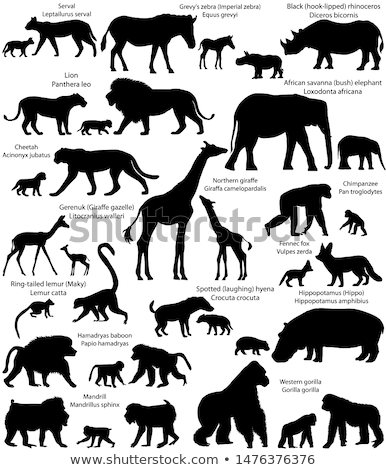 Foto stock: Wild Animals Silhouettes Set