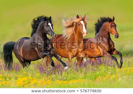 Foto stock: Horses Run