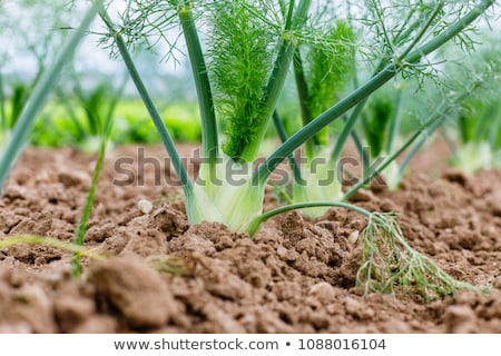 Foto stock: Fennel In Garden