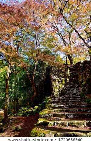 Сток-фото: Fallen Maple Tree Leaves On Stone Steps And Moss