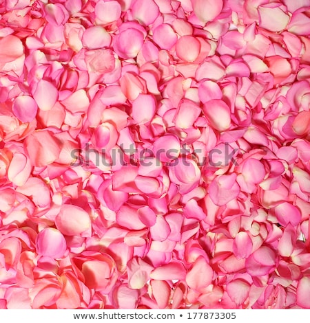 Stock foto: Pretty Rose Petals