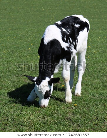 Foto stock: Calf One Day Old