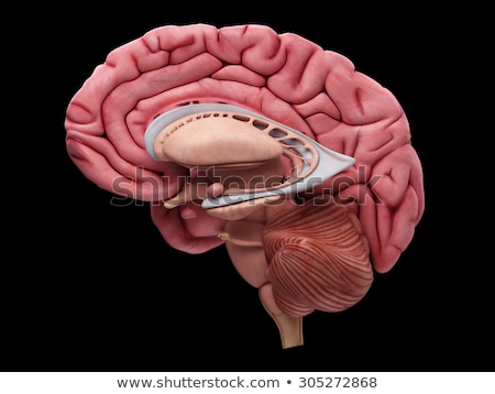 Stok fotoğraf: 3d Rendered Illustration - Thalamus