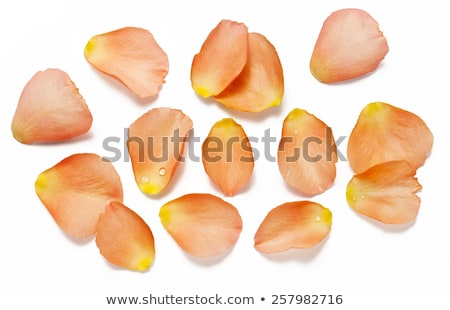 Stock photo: Petals Of The Orange Rose I