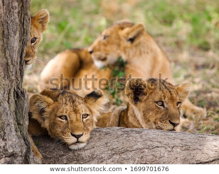 Stock photo: Young Lion Portrait