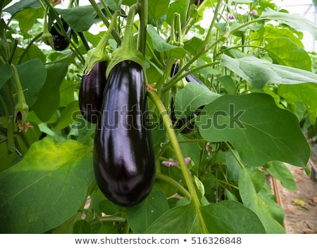 Stock fotó: Fresh Ripe Eggplant