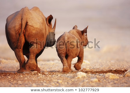 Imagine de stoc: Black Rhinoceros Calf And Cow