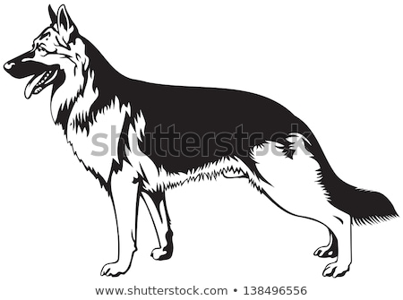 Stock photo: Dog Breed German Shepherd