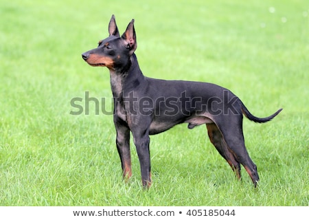 Foto stock: Toy Terrier Dog