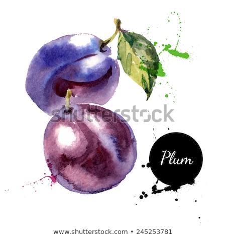 Foto d'archivio: Watercolor Illustration Of Plum