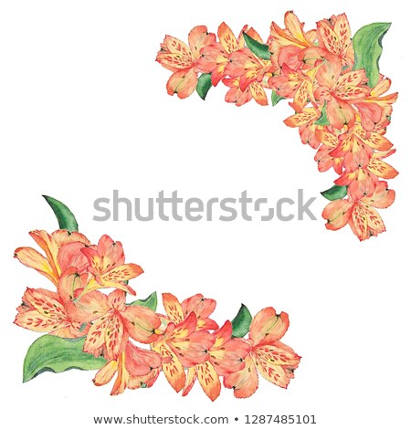 Сток-фото: Botanical Watercolor Illustration Of Alstroemeria Flowers Isolated On White Background With Descript