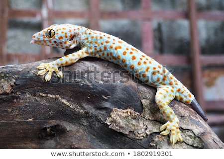 Stock fotó: Gecko