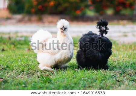 Stock photo: Spell It Out Hen