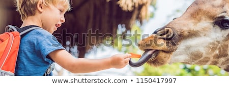 Imagine de stoc: Little Kid Boy Watching And Feeding Giraffe In Zoo Happy Kid Having Fun With Animals Safari Park On