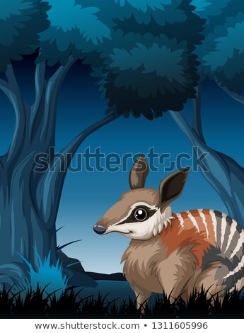 Zdjęcia stock: A Numbat In Dark Forest