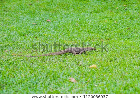 Stock photo: Varanus Lizard In The Foreground On The Grass