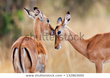 [[stock_photo]]: Gazelle Couple In The Wild