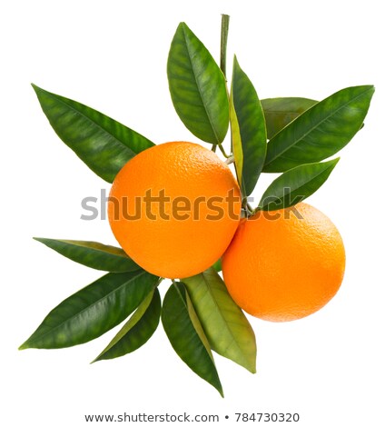 Stockfoto: Two Oranges