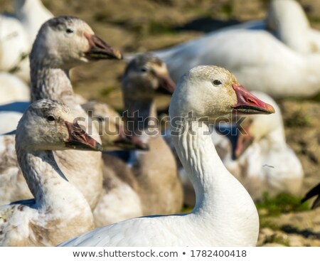 Stock fotó: Grazing Geese In Snow