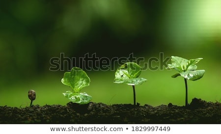 Stock photo: Green Fern Leafs Background