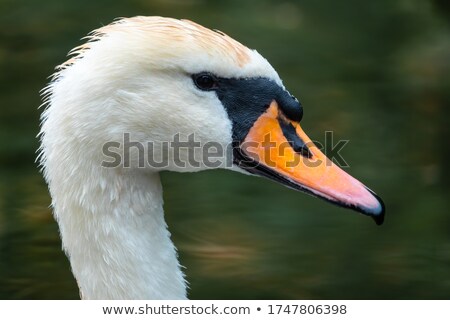 Foto stock: Swan Portrait