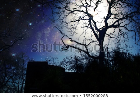 Stockfoto: Fabulous Night Scenery Ancient Trees The Bright Moon