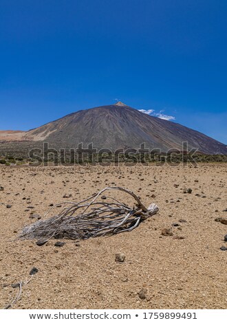 Stock fotó: Branch On Lava Field With El Teide