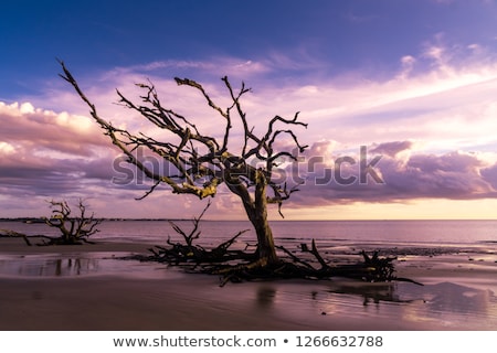 Foto stock: Scenic Dead Wood Root In The Dry Landscape