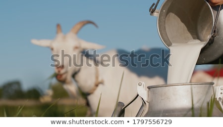 Stock photo: Goat Milking