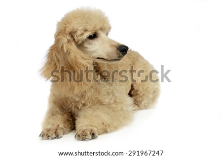 Foto stock: Nice Young Puddle Relaxing In A White Studio