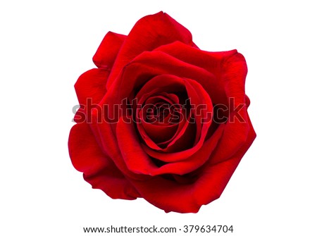 Foto stock: Red Rose